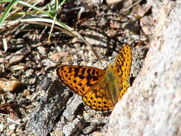 Beau papillon brun - une photo 2 — Photo