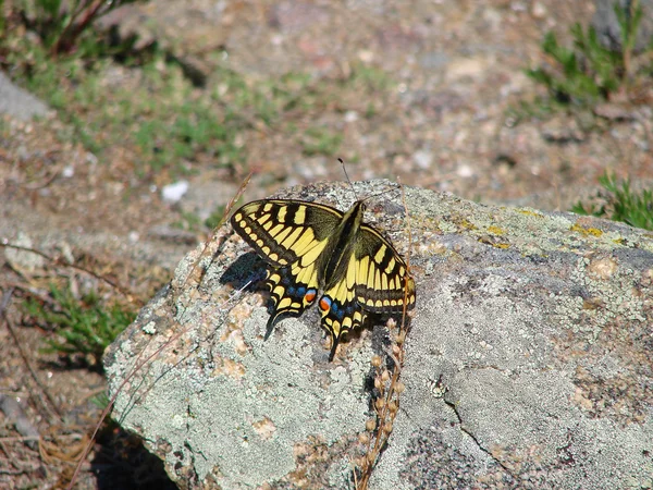 Papillon est assis sur une pierre — Photo