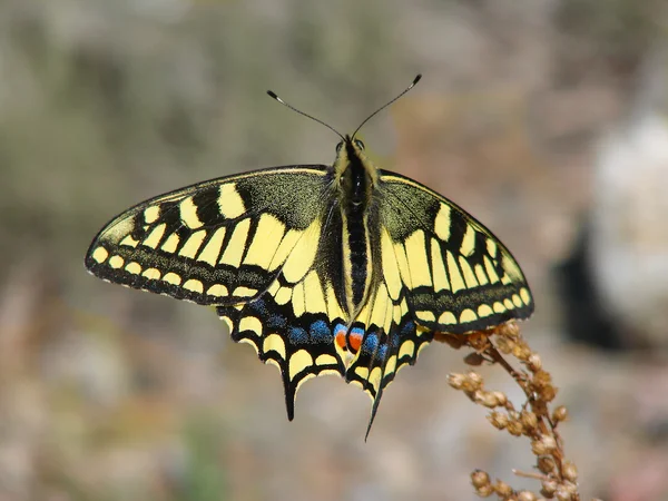 Beautiful yellow butterfly - a photo 8 — Stock Photo, Image