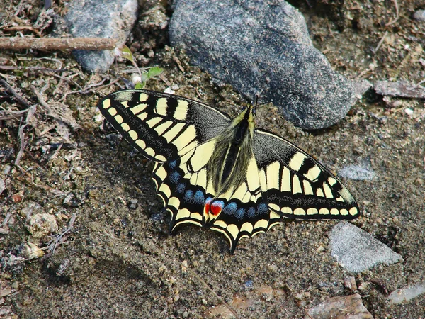 Beau papillon jaune - une photo 4 — Photo