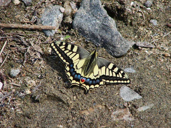 Beau papillon jaune - une photo 3 — Photo
