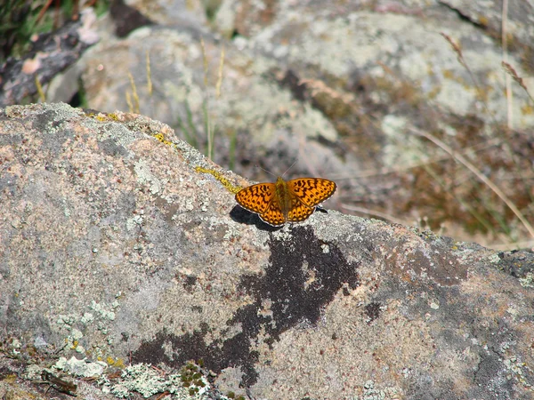 Piękny brązowy motyl - zdjęcie 3 — Zdjęcie stockowe
