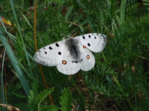 Piękny biały motyl - zdjęcie 2 — Zdjęcie stockowe