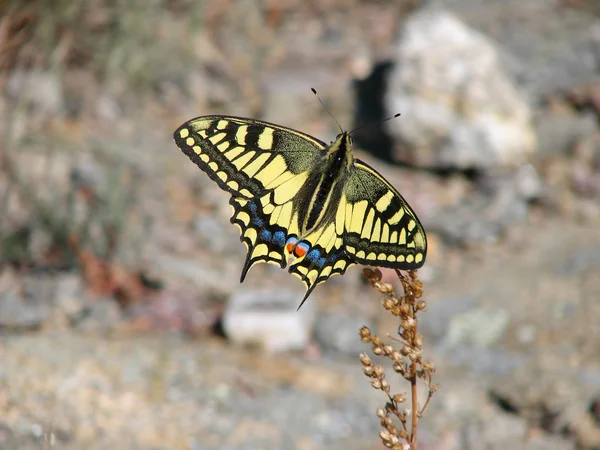 Piękny żółty motyl - zdjęcie 6 Zdjęcia Stockowe bez tantiem
