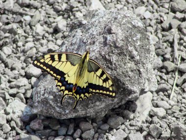 Güzel sarı kelebek bir taş hakkında