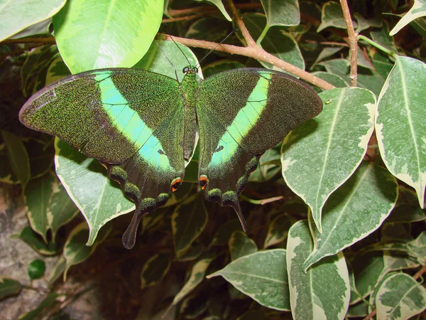 Belo makhaon verde — Fotografia de Stock