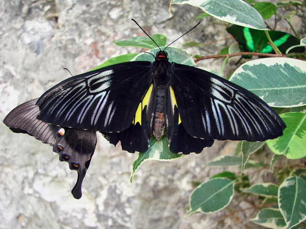 Schöne schwarze Makhaons — Stockfoto