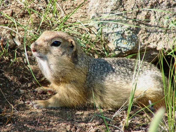 Gopher bir deliğe alır-bir fotoğraf 2 — Stok fotoğraf