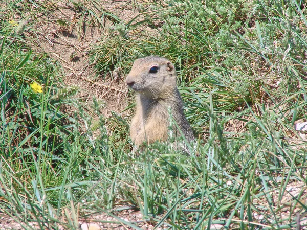 The gopher sits in a hole among a grass - a photo 1 — Stock Photo, Image