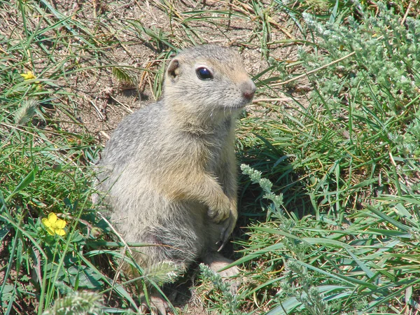 Το gopher κάθεται στη γη ανάμεσα σε ένα χόρτο και φαίνεται μακριά - μια φωτογραφία 4 — Φωτογραφία Αρχείου