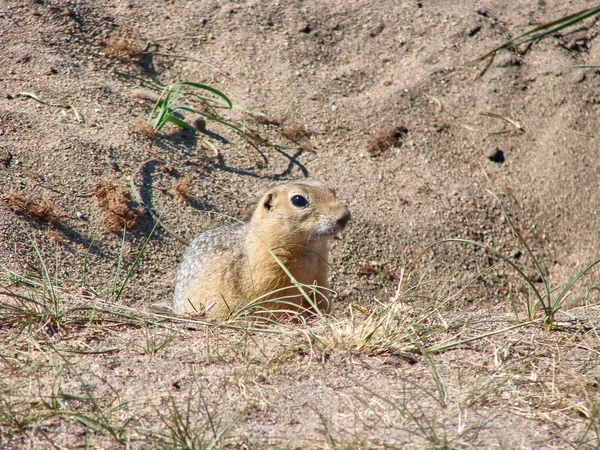 Ο σκίουρος κάθεται στην άμμο και κοιτάζει προς τα εμπρός-μια φωτογραφία 1 — Φωτογραφία Αρχείου