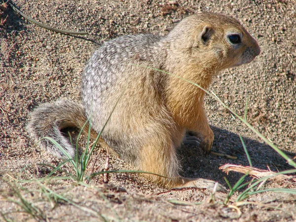 Gopher kum üzerinde oturur ve ileri görünüyor-bir fotoğraf 5