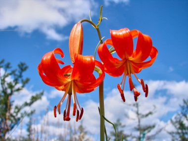 Bulutlu gökyüzü güzel turuncu lily