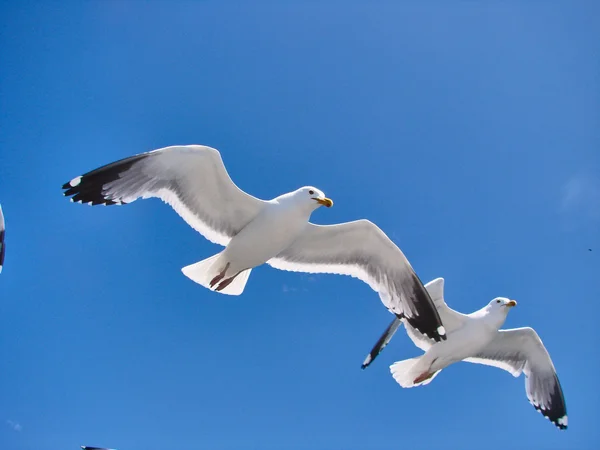 Zwei schöne Möwen fliegen in den Himmel — Stockfoto