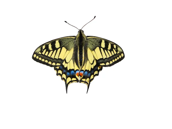 Schöner Schmetterling auf weißem Hintergrund - ein Foto 9 — Stockfoto