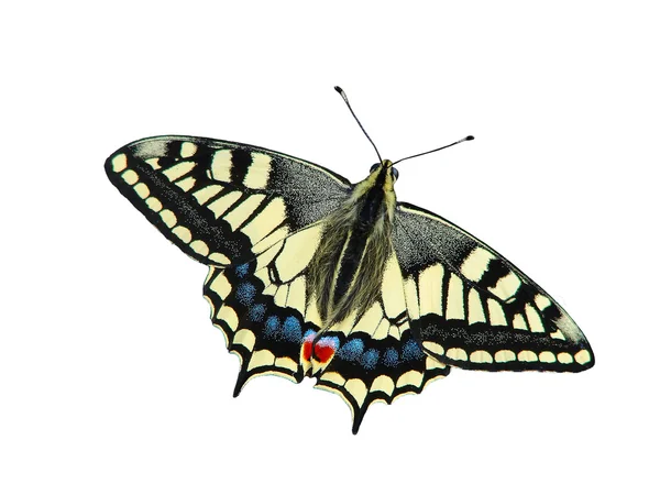 Der gelbe Schmetterling auf weißem Hintergrund - ein Foto 5 — Stockfoto
