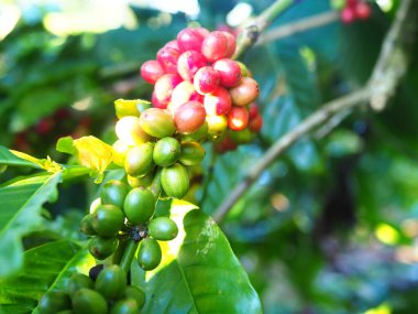 Yakın çekim daldaki kahve çekirdeklerini gösteriyor, olgunlaştıkça yeşilden kırmızıya geçiyorlar..