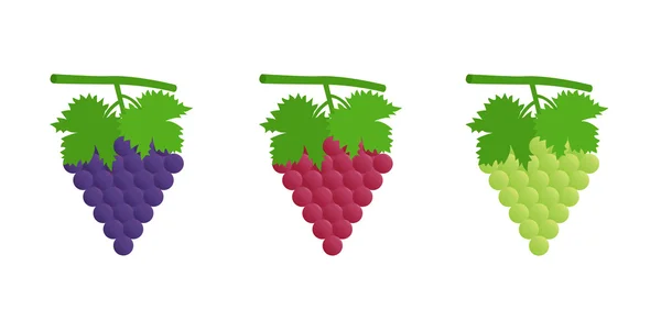Zwarte, rode en groene druiven — Stockvector