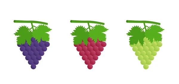 Uvas negras, rojas y verdes — Vector de stock