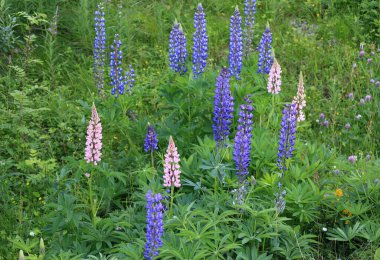 Bulanık yeşil bir arka planda mavi-mor ve pembe lupinus (lupin) çiçekli bir çayır manzarası fotoğrafı