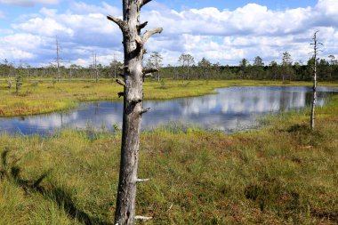 Arka planda ağaçlar ve ön planda çıplak ağaç gövdesi olan ayna gölü manzaralı manzara fotoğrafı Estonya 'daki Lahemaa Ulusal Parkı' ndaki Viru Bataklıkları 'nda bulutlu bir gökyüzüne karşı.