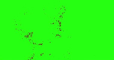 Kan patlama ile hareket bulanıklığı