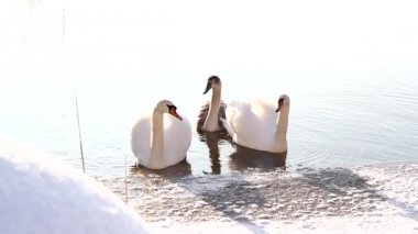 kuğular suda yüzmek
