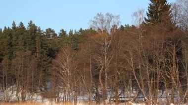 Donmuş göl ve orman