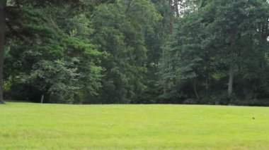 Palanga adlı ünlü Amber Müze