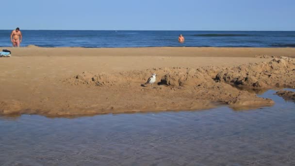 Чайка прогулка по пляжу — стоковое видео