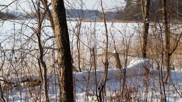 Verschneiter gefrorener See und Wald — Stockvideo