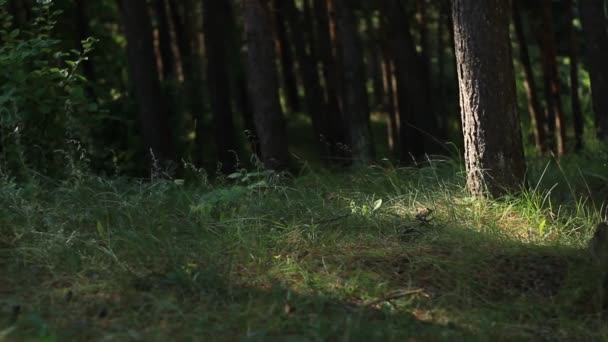 Gyönyörű erdő közelében a tenger — Stock videók