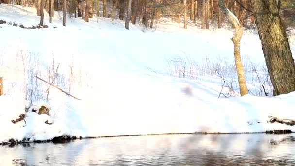 Wald und gefrorener Fluss — Stockvideo