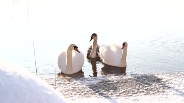 Cisnes nadando en el agua — Vídeo de stock