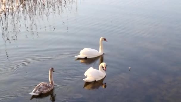 Cisnes en el lago congelado — Vídeo de stock