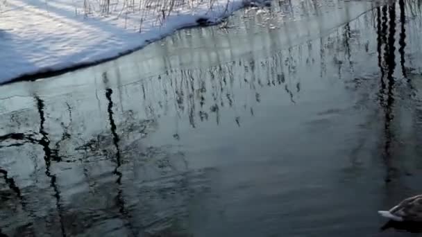 Schwäne schwimmen im Fluss — Stockvideo