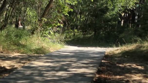 Hermoso bosque cerca del mar — Vídeo de stock