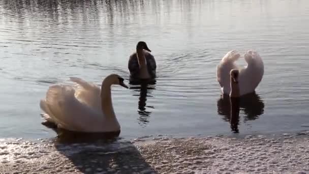 Лебеди плавают в замерзшей реке — стоковое видео