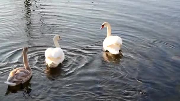 Zwanen zwemmen rond in water — Stockvideo