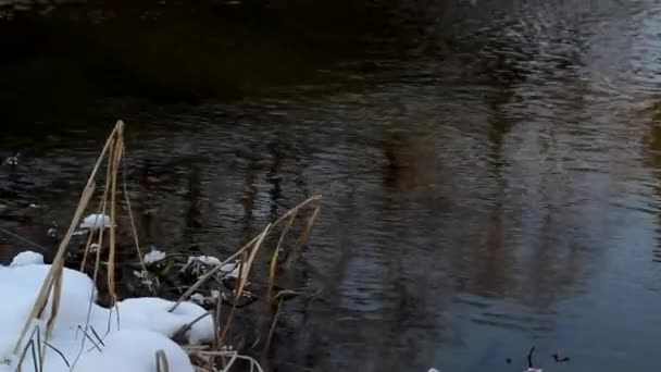 Schwäne schwimmen im zugefrorenen Fluss