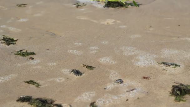 Arena de playa con hierba marina — Vídeo de stock