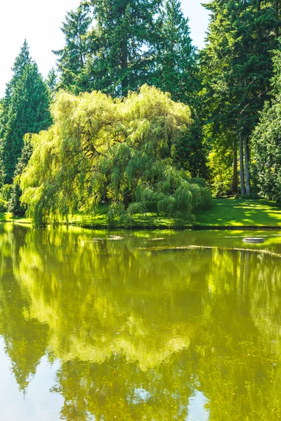 scenic view of lawn and trees with reflection in the lagoon in botanical garden..