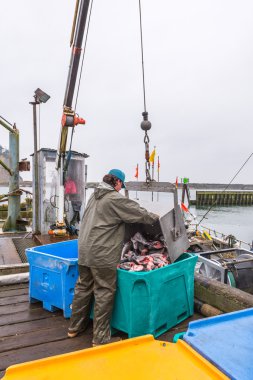 Balıkçı sabah balıkçı rıhtımına balık taşırken görülmüş...