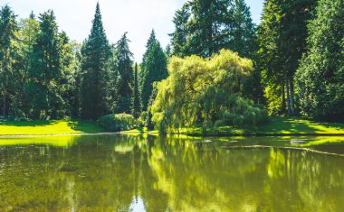 çim ve ağaç botanik bahçesi gölünde yansıması ile doğal görünümünü..