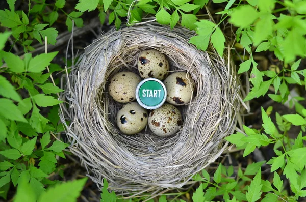 Hnízdo s vejci a tlačítko start — Stock fotografie