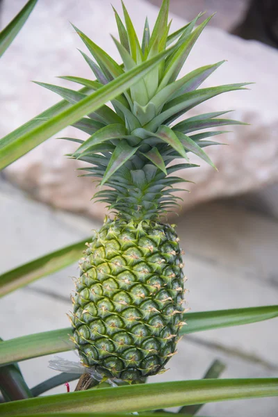 Ananas, rostoucích v zahradě — Stock fotografie