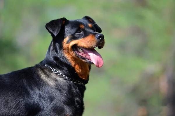 Chien de race un Rottweiler — Photo