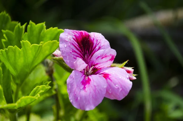 雨後のハイビスカスの花 — ストック写真