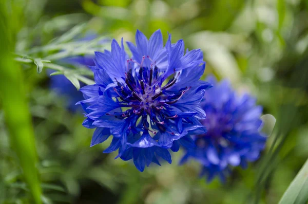 Kék búzavirág a kertben — Stock Fotó