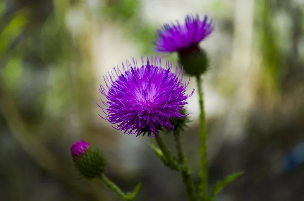 Wild flower egy gyomnövény. — Stock Fotó